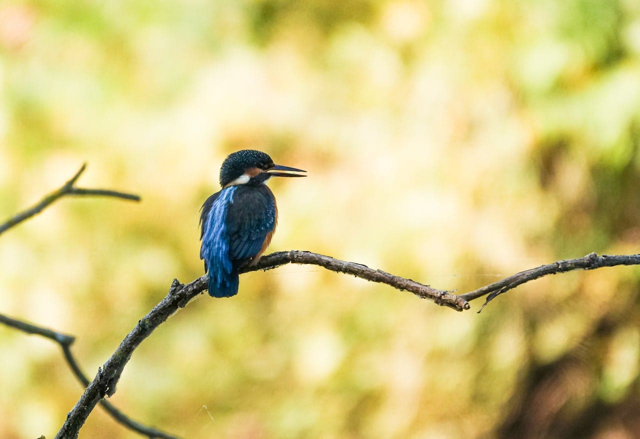 Alas de la Sierra thumbnail 3